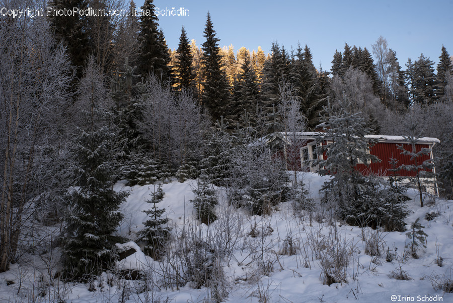 Tree, Plant, Abies, Fir, Conifer