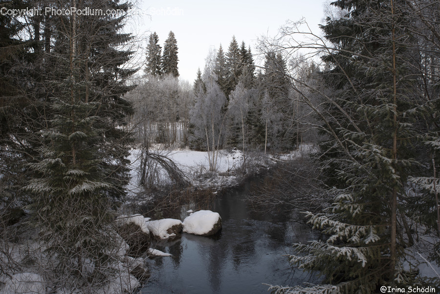 Plant, Tree, Abies, Fir, Conifer