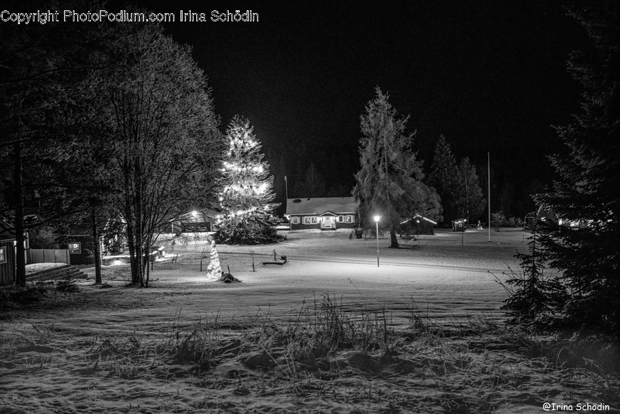 Plant, Tree, Abies, Fir, Ornament