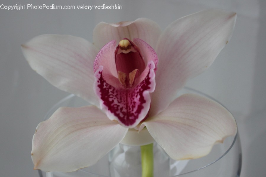 Plant, Flower, Blossom, Orchid, Rose