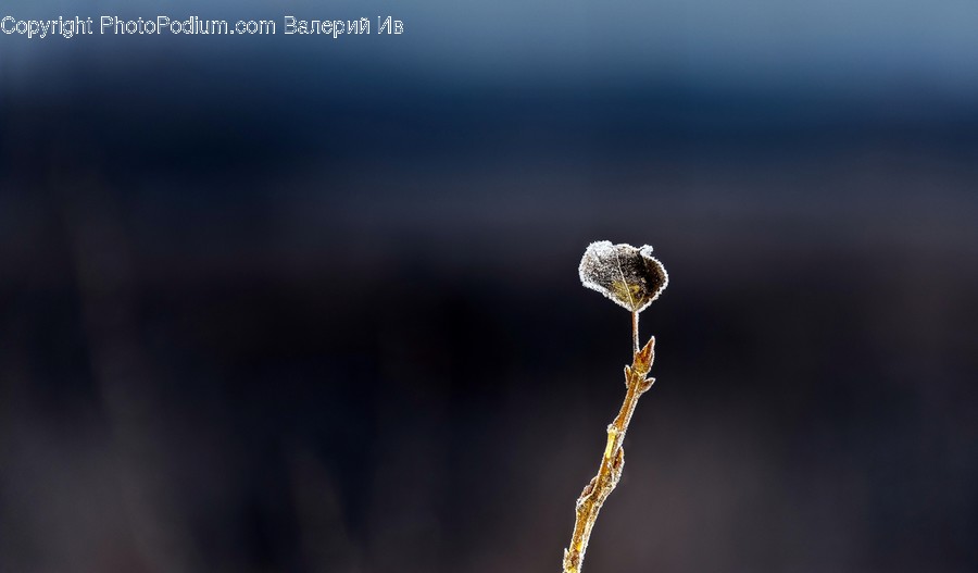 Droplet, Outdoors, Ice, Nature, Plant