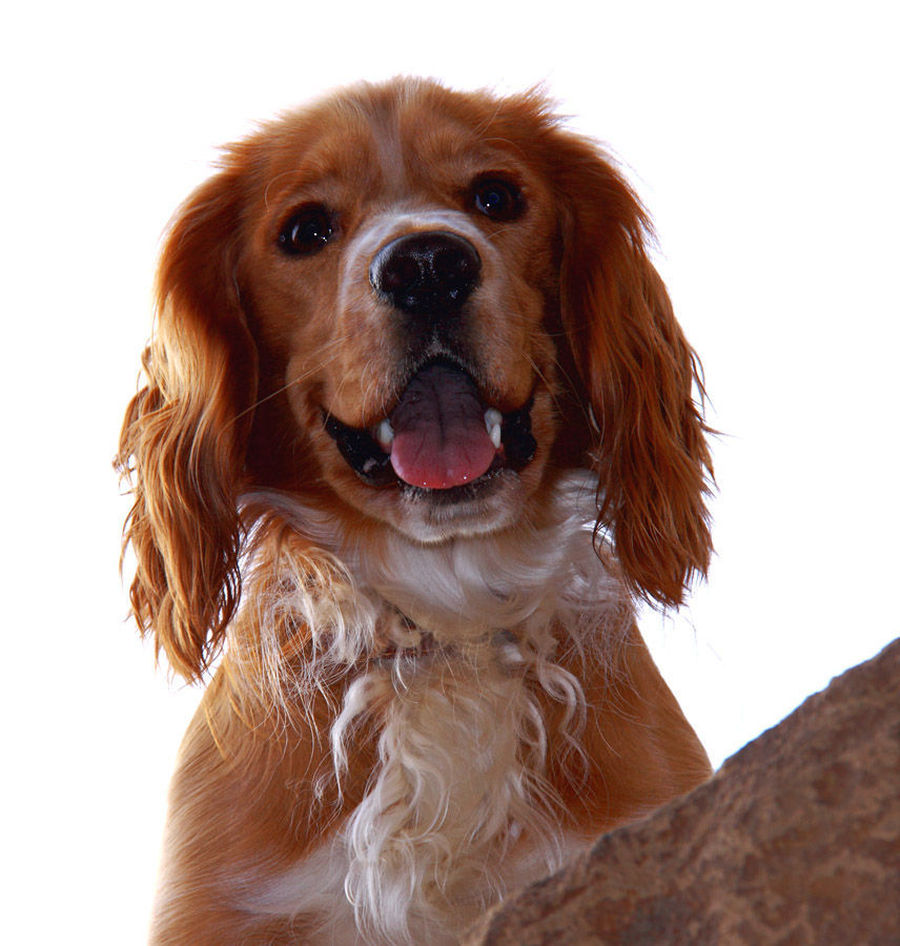 Animal, Canine, Cocker Spaniel, Dog, Mammal, Pet, Spaniel