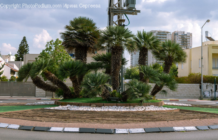 Tower, Building, Architecture, Palm Tree, Arecaceae