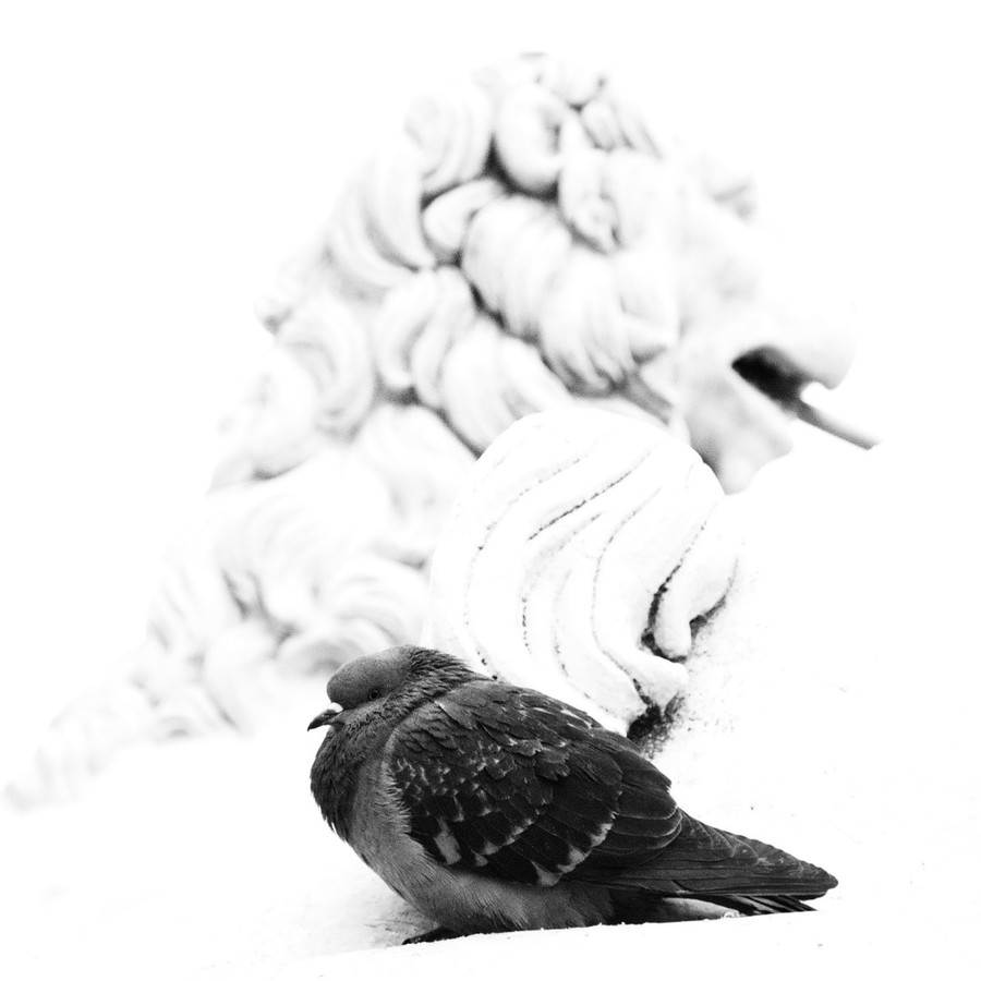 Animal, Bird, Pigeon, Dove