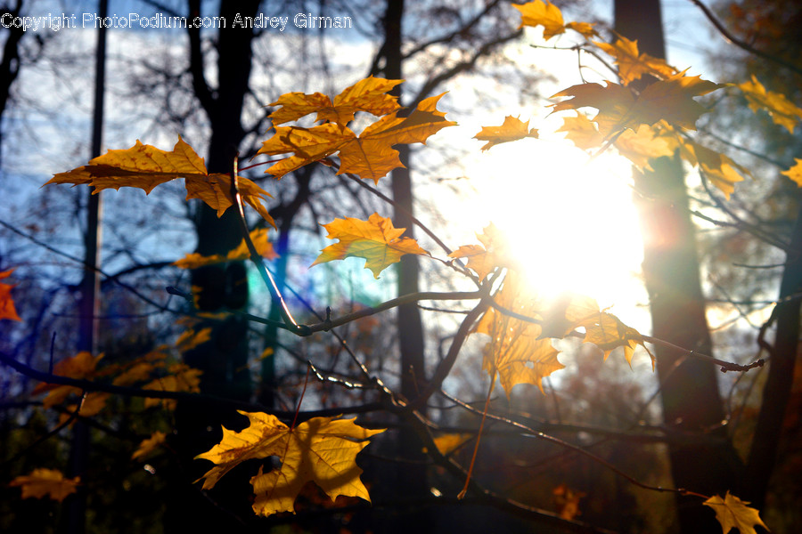 Leaf, Plant, Tree, Maple, Flare