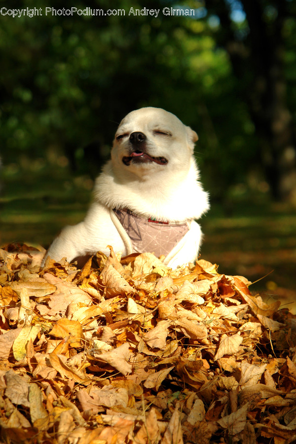 Plant, Leaf, Animal, Pet, Mammal