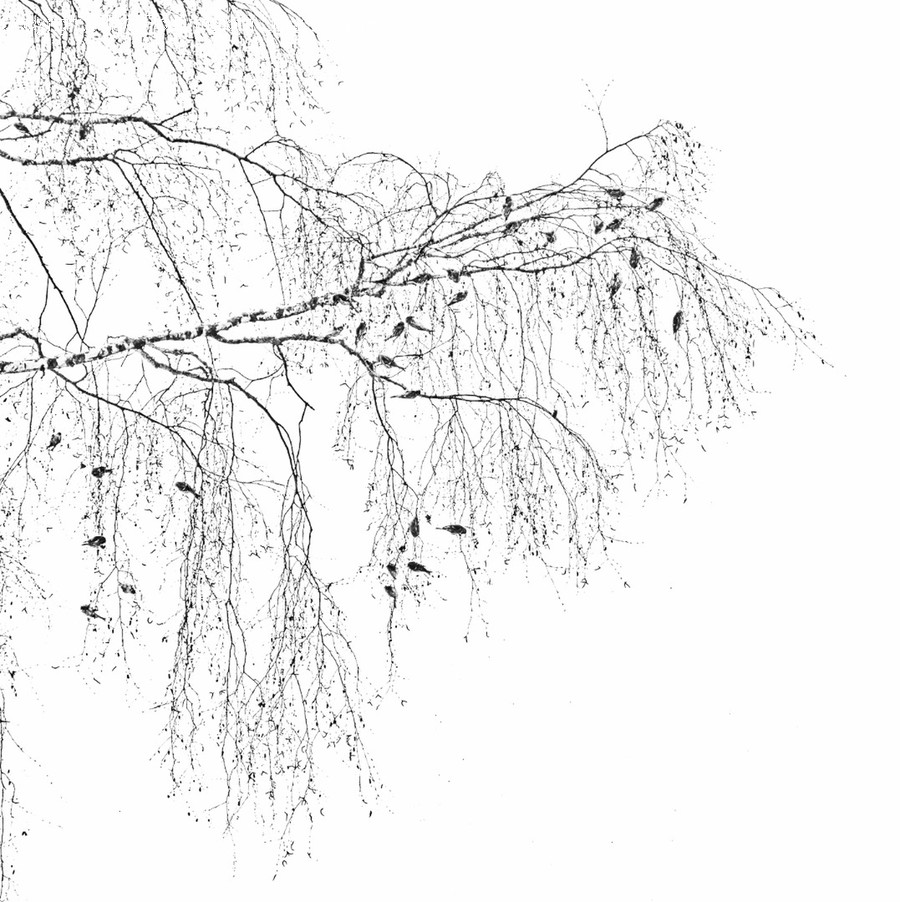 Plant, Tree, Root, Willow, Leaf