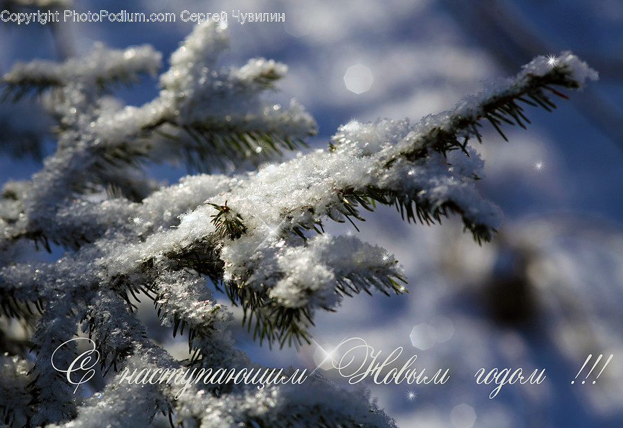Tree, Plant, Fir, Abies, Conifer