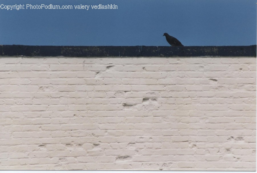 Animal, Bird, Agelaius, Blackbird, Wall