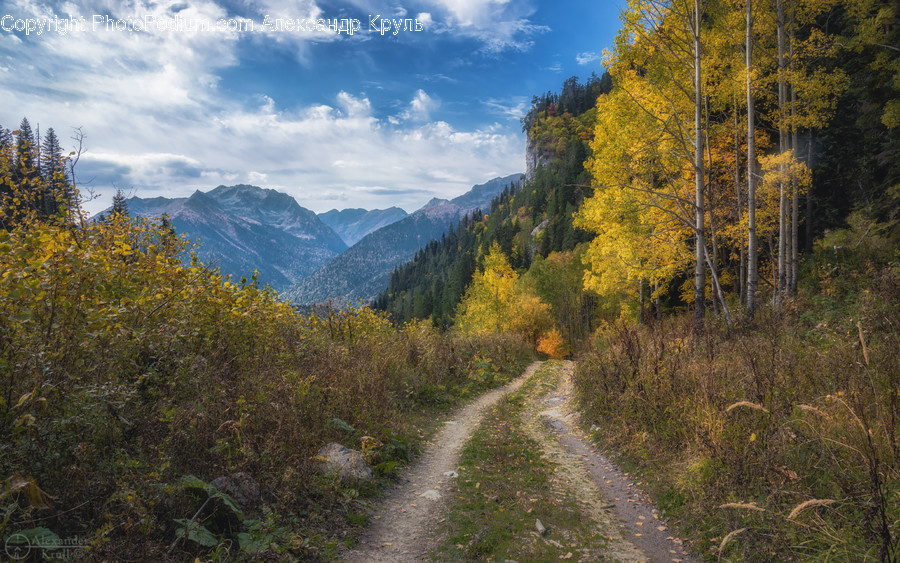 Gravel, Dirt Road, Road, Abies, Fir