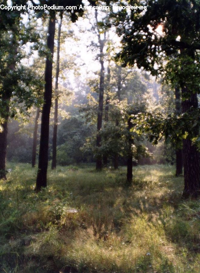 Forest, Vegetation, Grove, Land, Conifer, Fir, Plant
