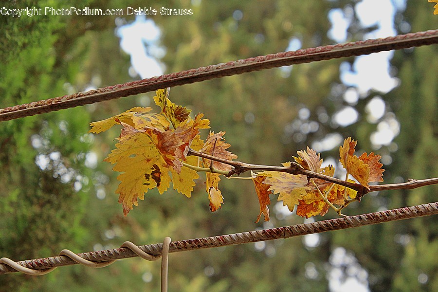 Plant, Leaf, Tree, Maple, Veins