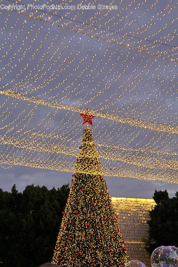 Tree, Plant, Christmas Tree, Ornament, Abies
