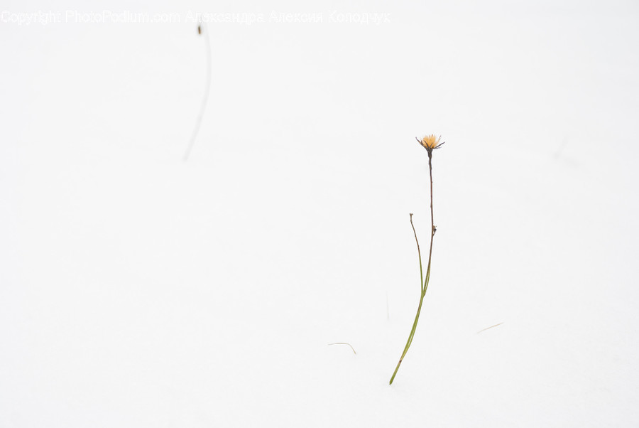 Grass, Plant, Animal, Bird, Blossom