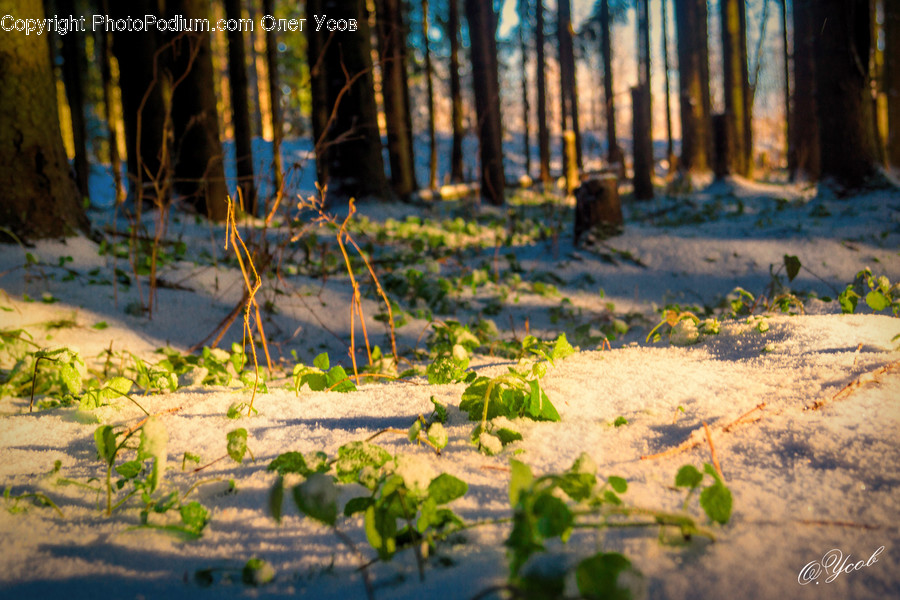 Ground, Tree, Plant, Tree Trunk, Flare