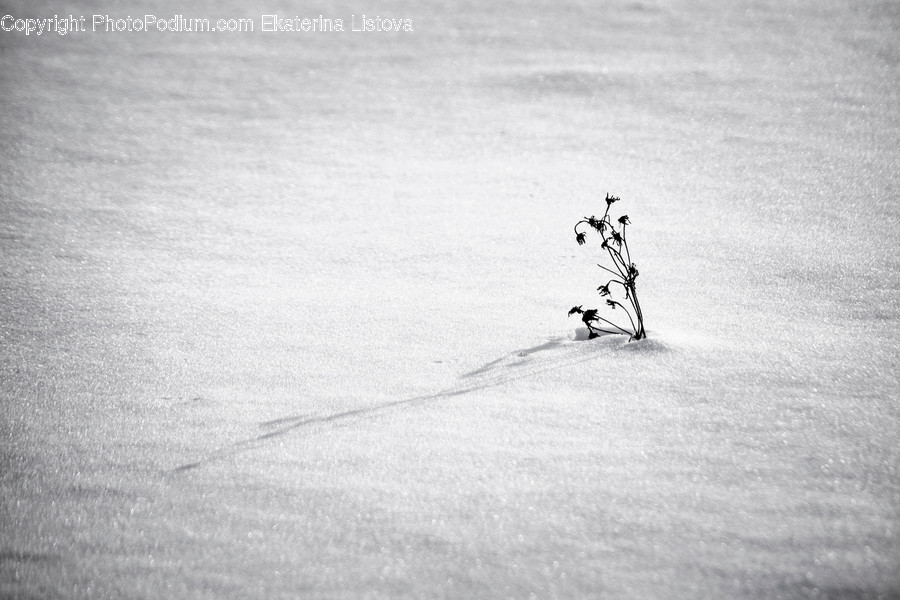Nature, Plant, Outdoors, Tree, Sand