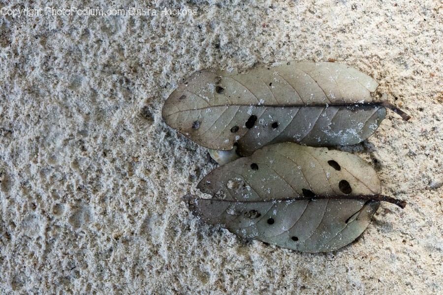 Plant, Leaf, Sea Life, Reptile, Animal