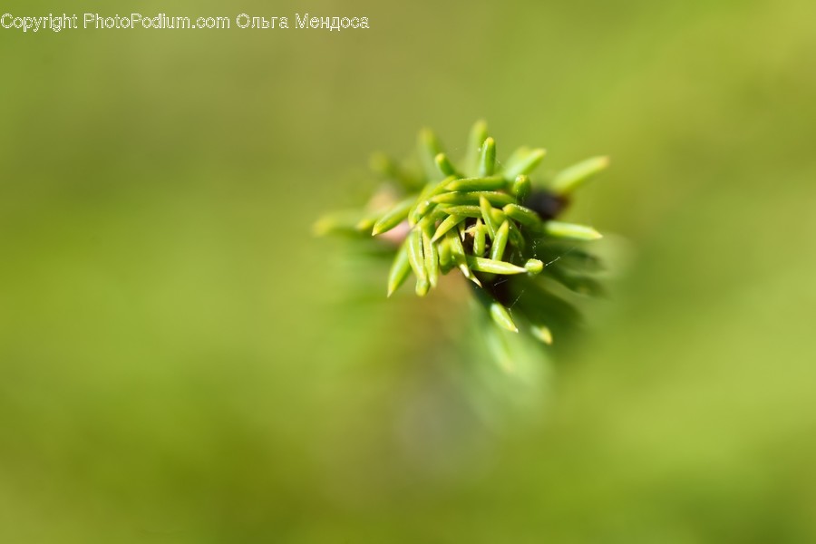 Plant, Flower, Blossom, Sprout, Bud