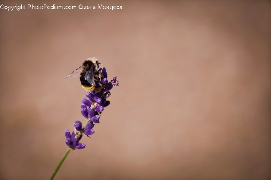 Animal, Invertebrate, Bee, Insect, Apidae