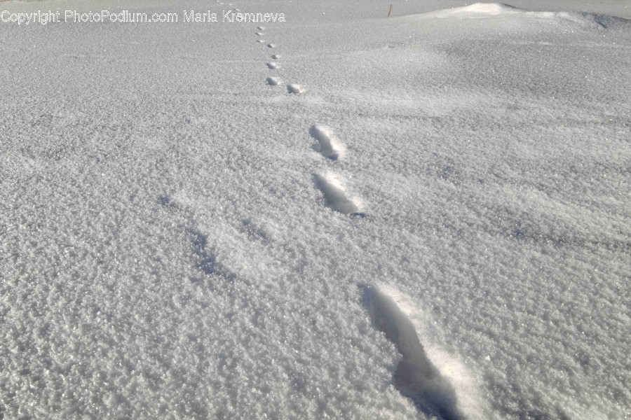 Bird, Animal, Footprint