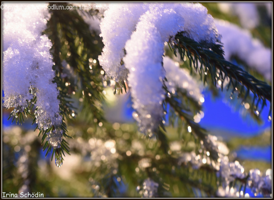 Outdoors, Ice, Nature, Tree, Plant
