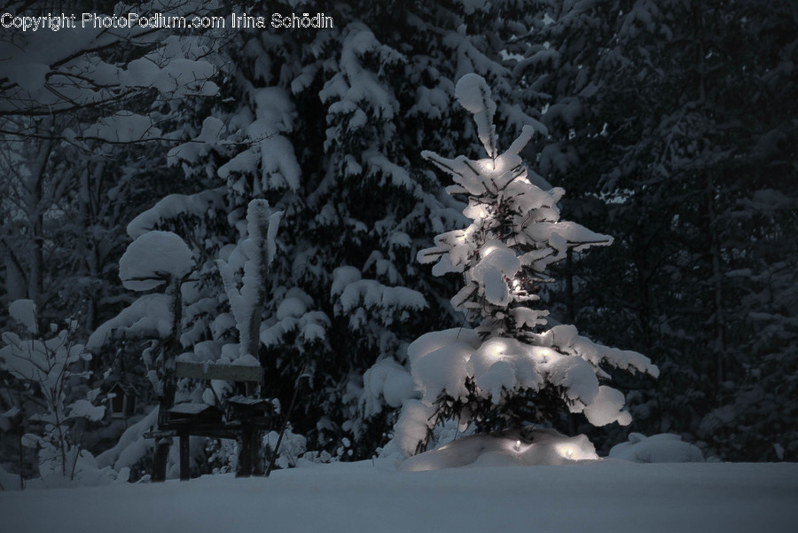Plant, Tree, Fir, Abies, Nature
