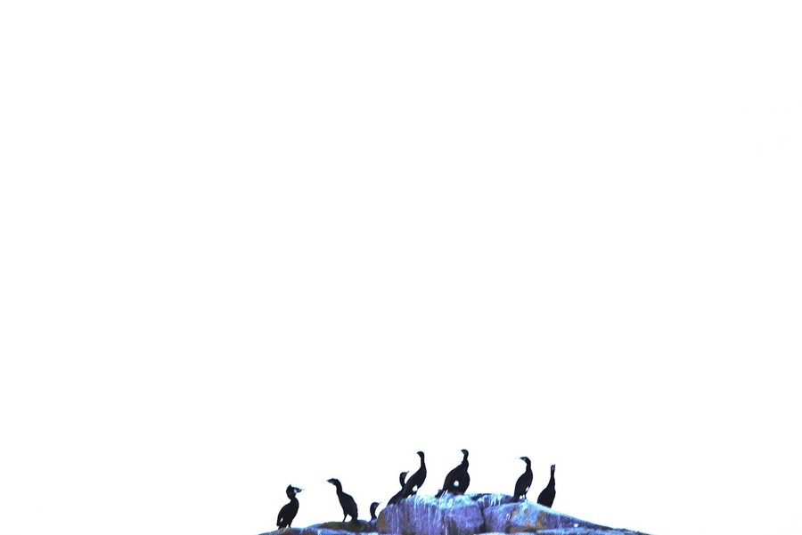 Bird, Animal, Clothing, Apparel, Text