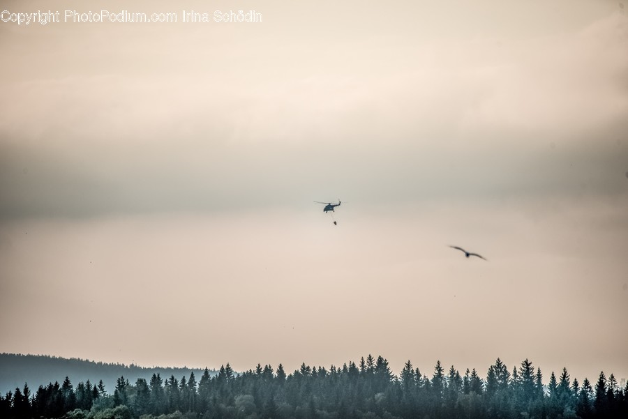 Bird, Animal, Flying, Tree, Plant
