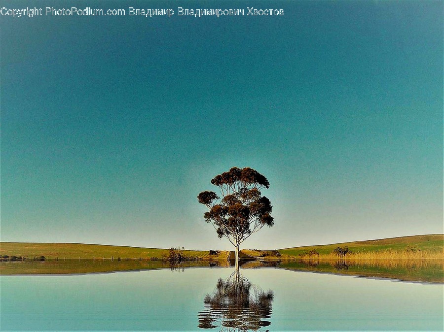 Plant, Tree, Landscape, Nature, Outdoors