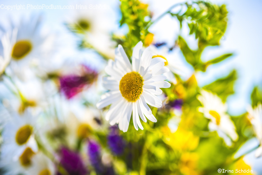 Plant, Daisy, Flower, Daisies, Blossom