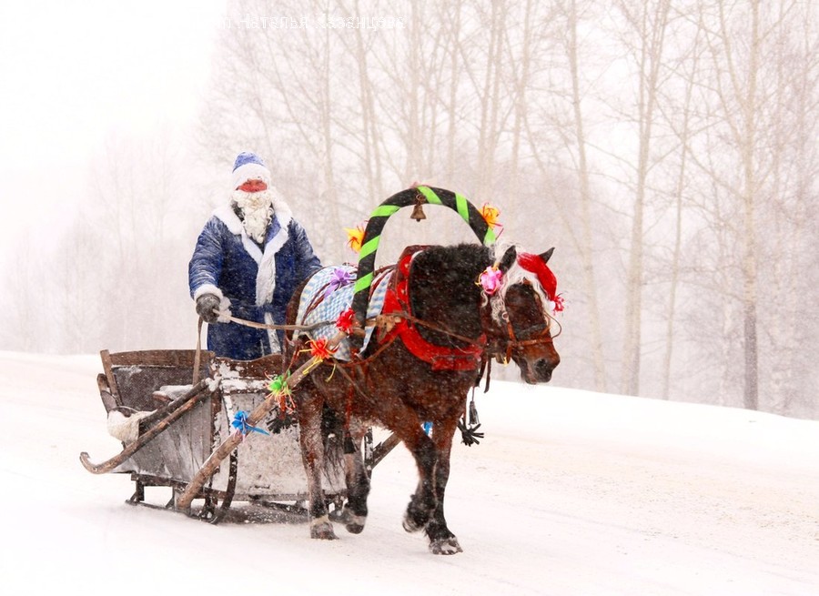 Human, Person, Animal, Mammal, Horse