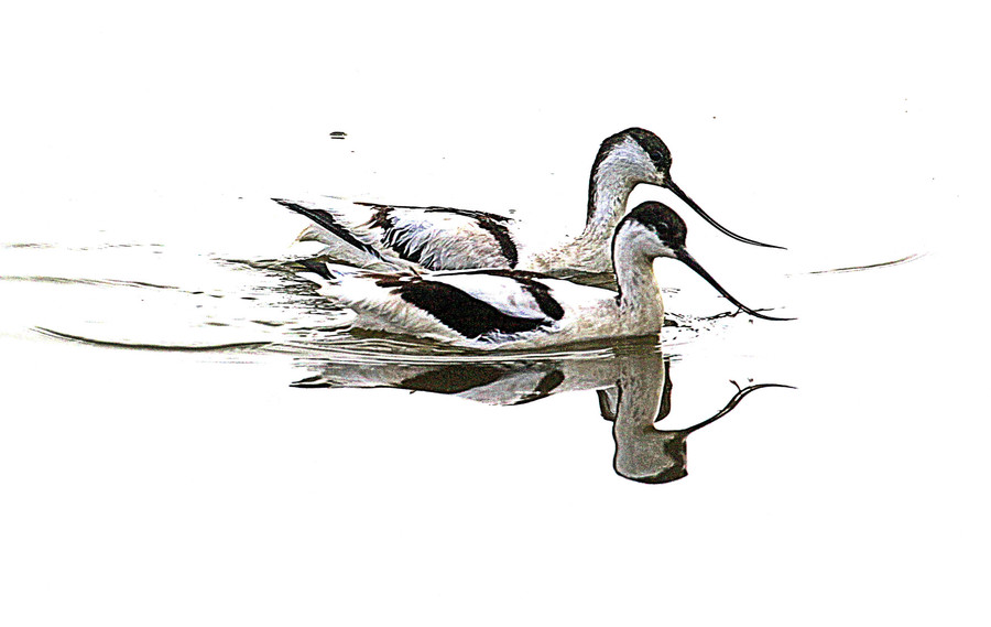 Bird, Animal, Duck, Waterfowl, Anseriformes