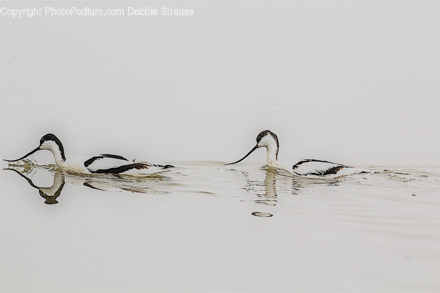 Water, Outdoors, Animal, Bird, Ripple