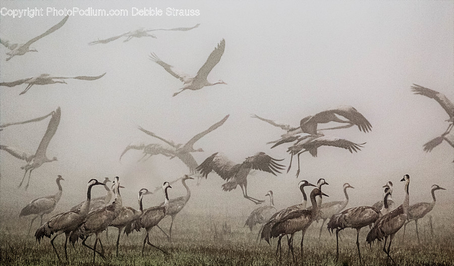 Bird, Animal, Flock, Crane Bird, Waterfowl
