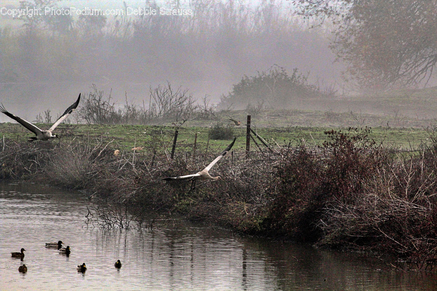 Nature, Land, Outdoors, Water, Animal