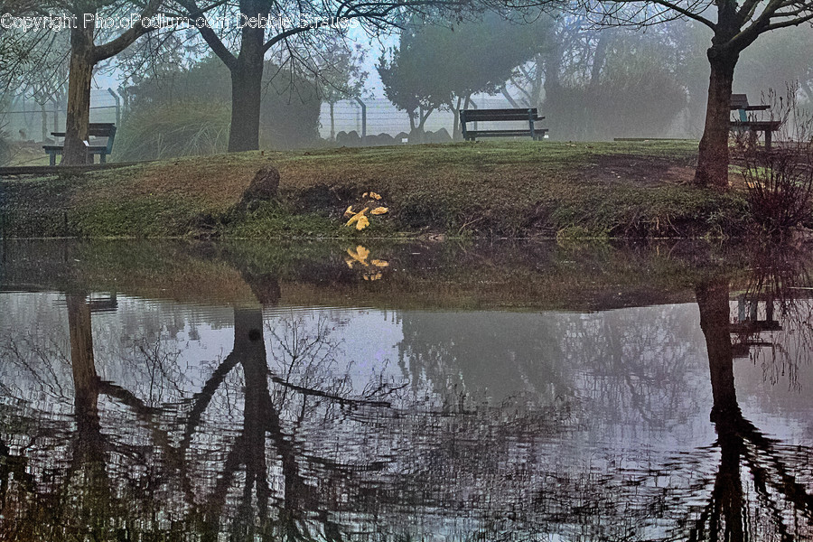 Plant, Tree, Water, Outdoors, Nature