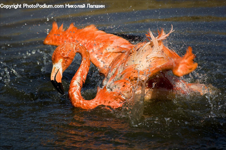 Invertebrate, Sea Life, Starfish, Bird, Flamingo, Flock, Carp