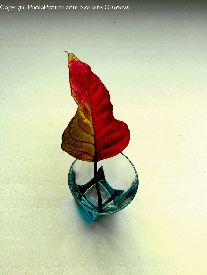 Plant, Leaf, Jar, Vase, Pottery