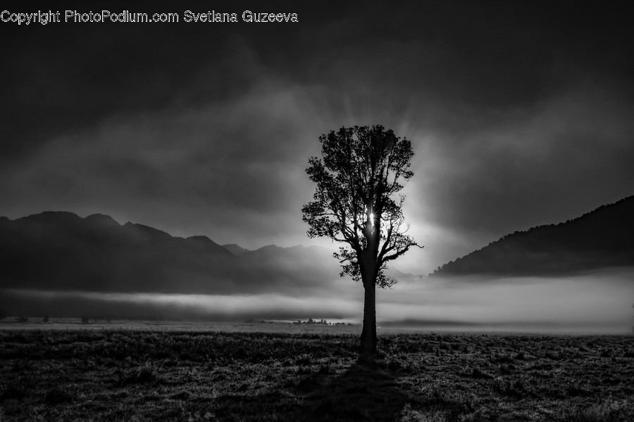 Plant, Tree, Tree Trunk, Nature, Weather
