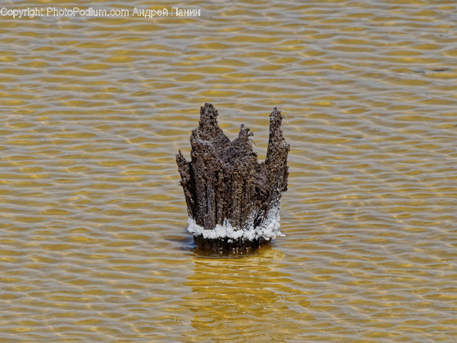 Wood, Water, Tree Stump, Outdoors, Ripple