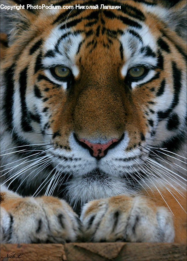Animal, Mammal, Tiger, Cat, Pet, Fur, Skin