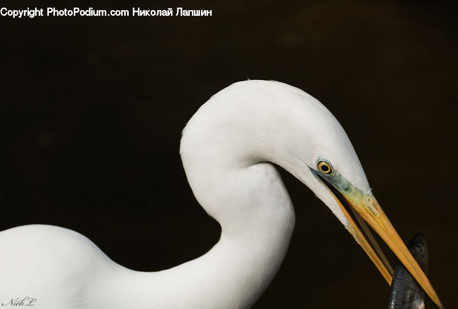 Beak, Bird, Ardeidae, Crane Bird, Heron, Booby