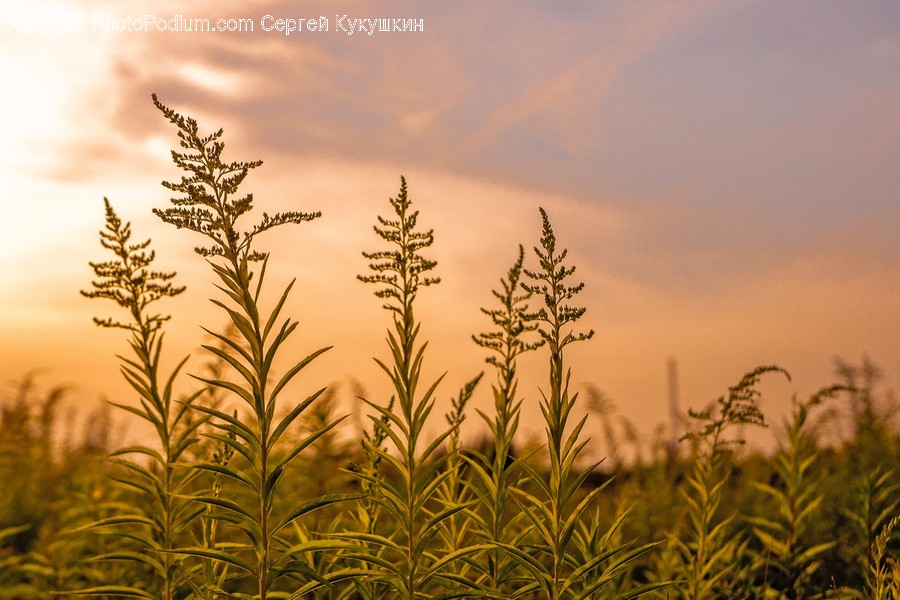 Grass, Plant, Nature, Tree, Outdoors