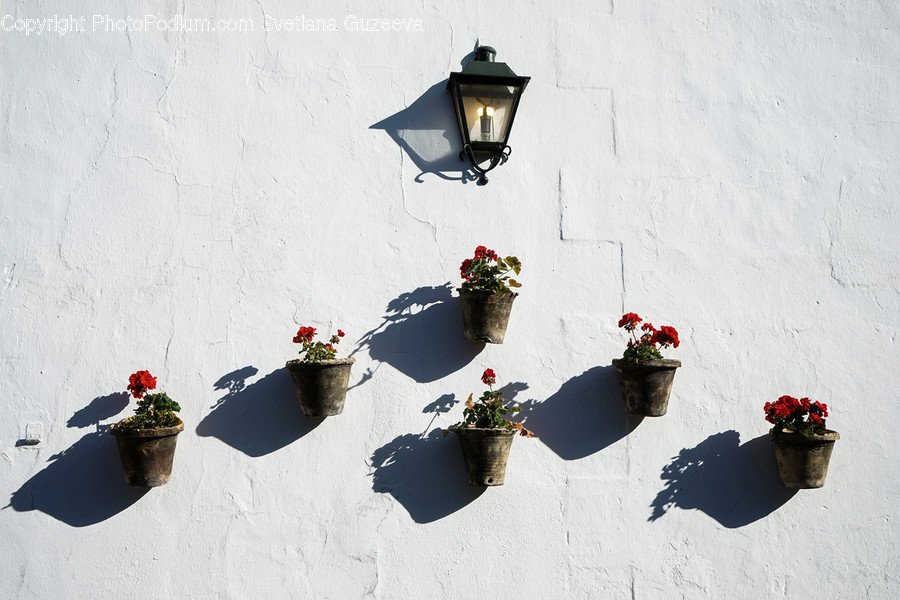 Lamp, Pot, Plant, Blossom, Flower