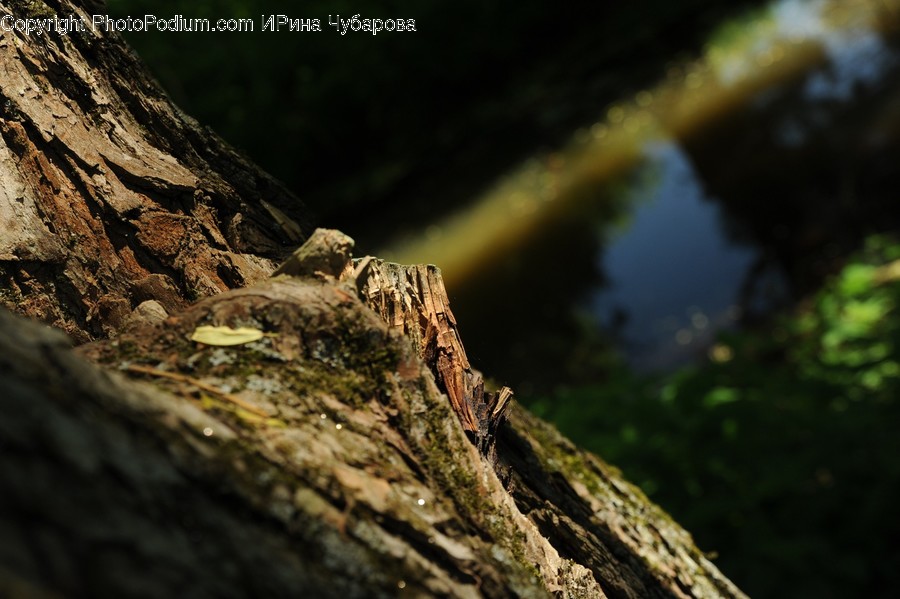 Plant, Tree, Tree Stump, Tree Trunk, Agaric