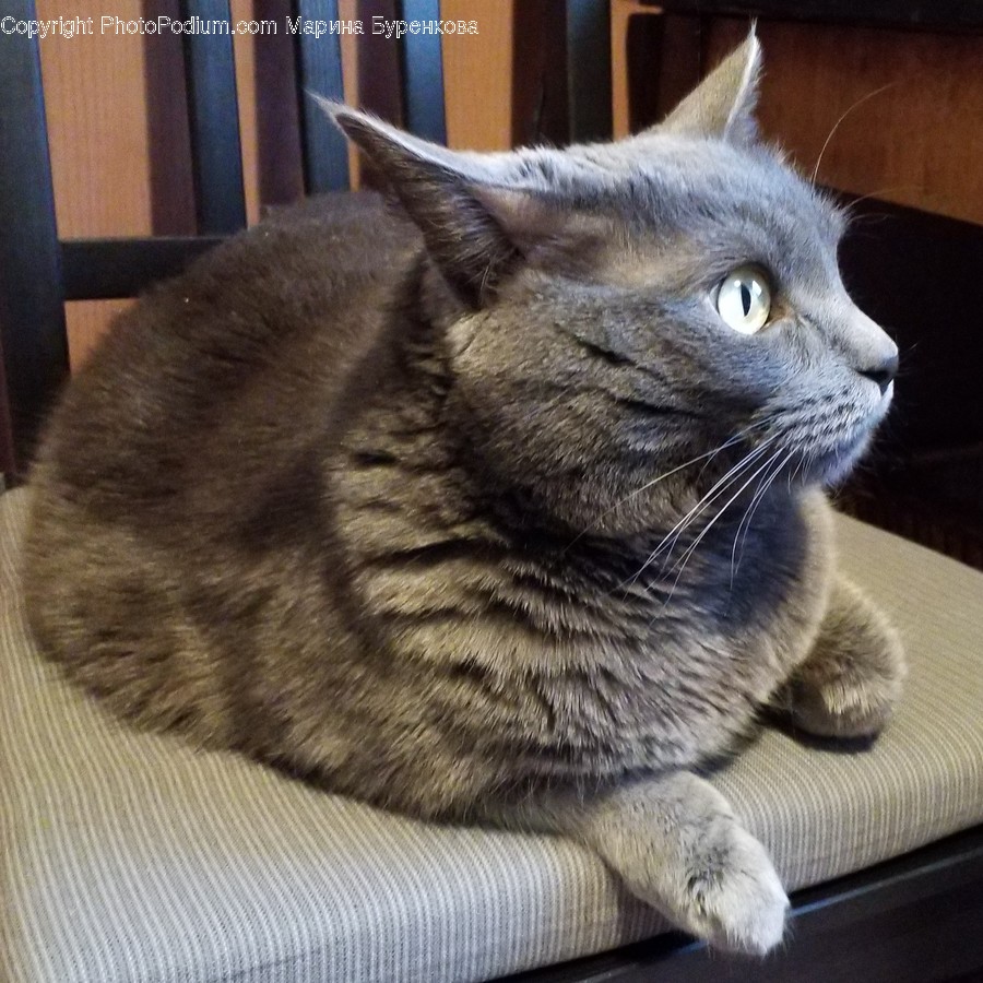 Wood, Furniture, Pet, Mammal, Cat