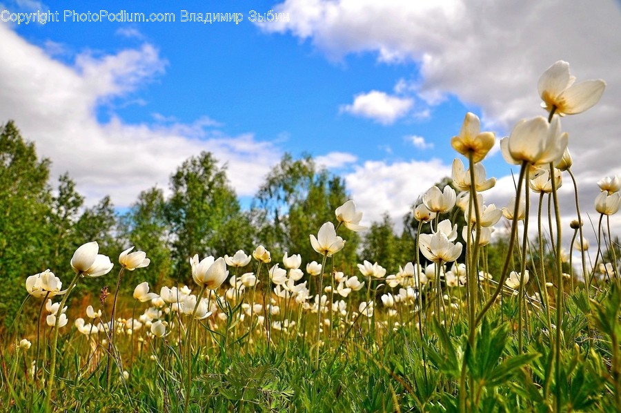Spring, Plant, Field, Grassland, Outdoors