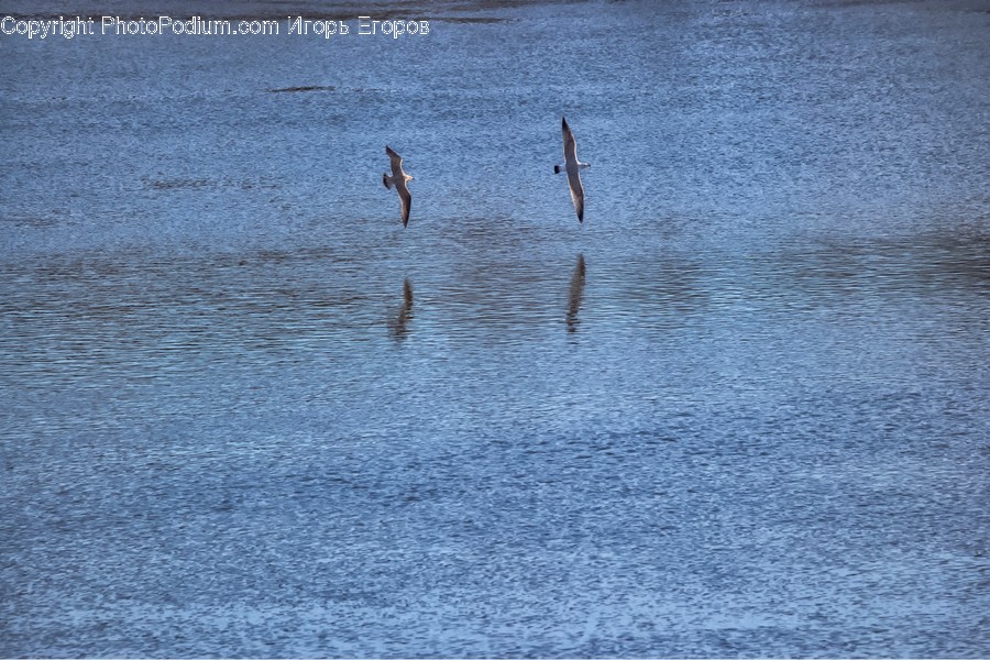 Animal, Bird, Waterfowl, Flying, Cormorant