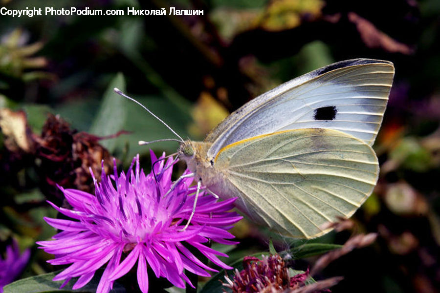 Butterfly, Insect, Invertebrate, Blossom, Flora, Flower, Plant