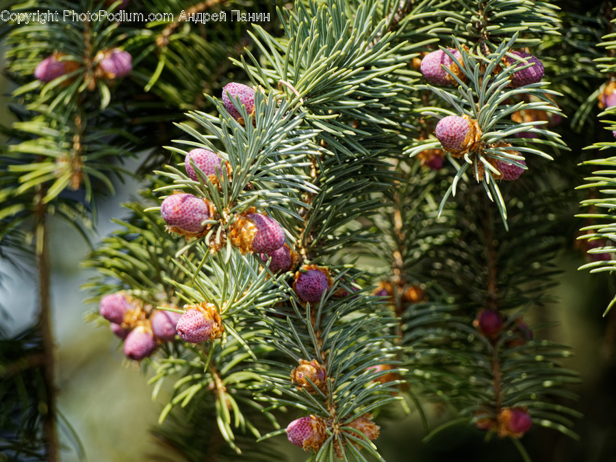 Tree, Plant, Conifer, Abies, Fir